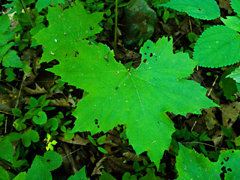 the broad leaf